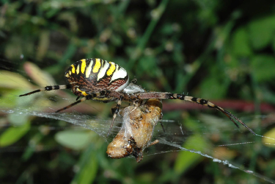 Argiope e Cheiracanthium